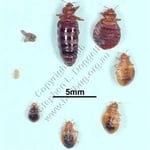 Surf City Pest Control specializes in bed bug control, utilizing eco friendly and low impact pest control methods such as our Cedar Oil Whole House Fogging System. Call For A Free Consultation