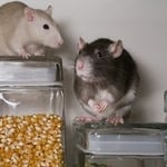 Rodents contaminate our food and our living space. Surf City Pest Control offers rodent trapping, clean up service of feces, decontamination of airborne viruses, sealing of all visible entry points, a written report, and monthly maintenance.