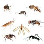 Surf City Pest Control can control even the most stubborn of pests. We are a full service Termite & Pest Control company. So whether you need a one time flea treat or a whole house fumigation, we are your company of choice.