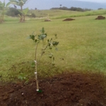 Lychee tree
