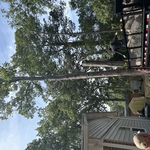 Tree Service Project