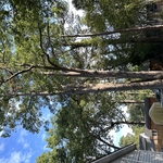 Tree Service Project