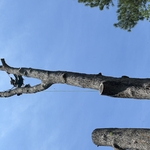 Tree Service Project