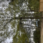 Tree Service Project