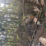 Tree Service Project
