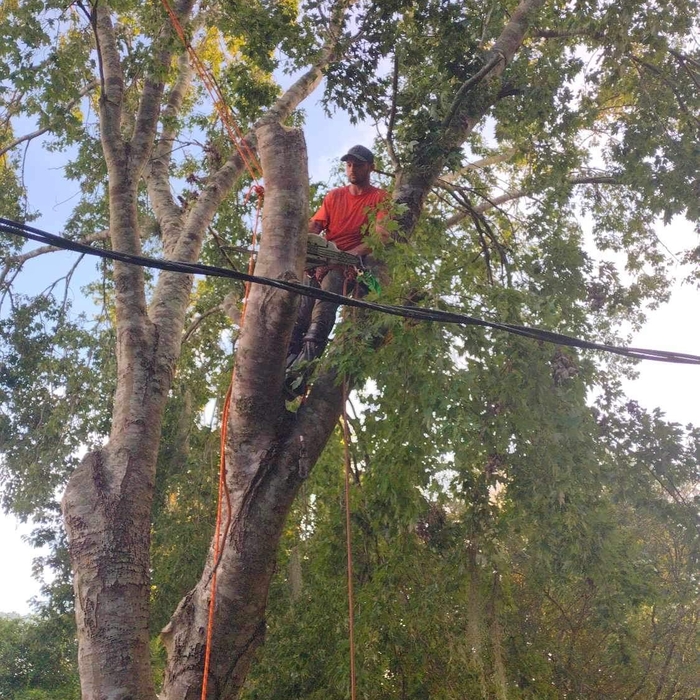 Tree Service Project