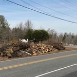Tree removal
