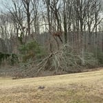 Tree removal