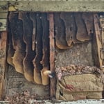 Bee hive removal