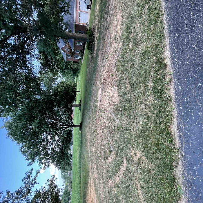 Tree service