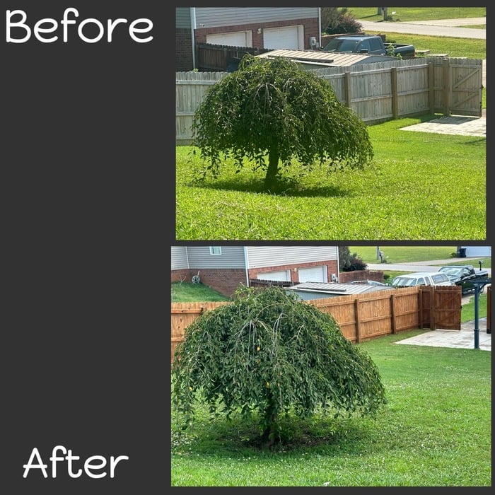FENCE/DECK REPAIR & STAIN