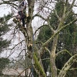 Tree trimming