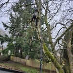 Tree trimming