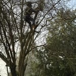 Tree trimming