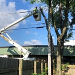 Tree trimming