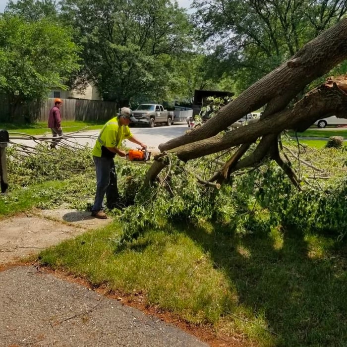 Tree removal