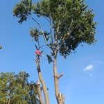 Full Tree Removal