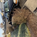 Small shrub removal