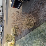 Small shrub removal