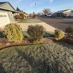 Small shrub removal