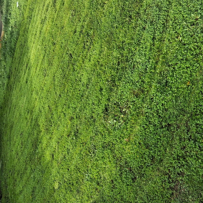 Lawn jobs