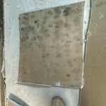 Mold Remediation Job