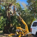 Tree Trimming