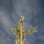 Tree removal