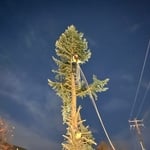 Tree removal