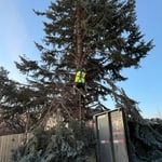 Tree removal