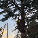 Tree removal