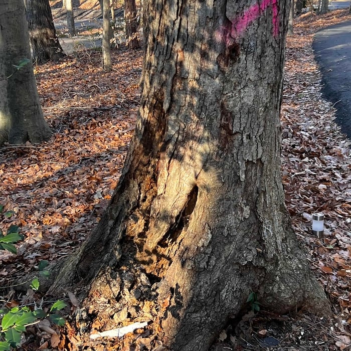 10 tree removal