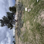 Green Waste Removal