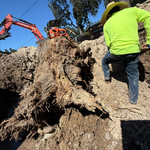 Stump Removal