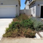 Back yard clean up
