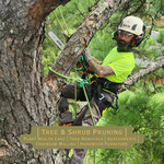 Loblolly prune!