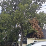 Cut tree