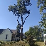 Cut tree