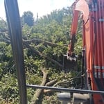 Cut tree