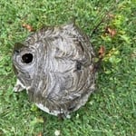 Wasp/Bee Nest Removal