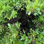 Wasp/Bee Nest Removal