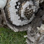 Wasp/Bee Nest Removal