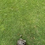 Wasp/Bee Nest Removal