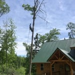 Tree Removal