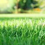 Lawn Care
