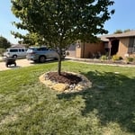 Finished Tree Bed