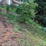 Cleaning and mulching