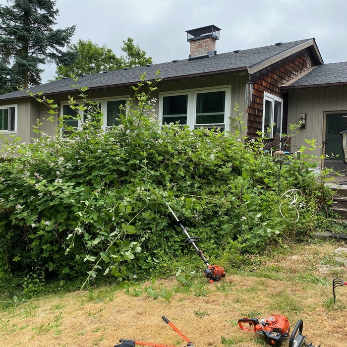 Yard cleanup
