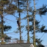 Tree removal