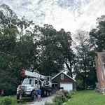 Tree cleaning